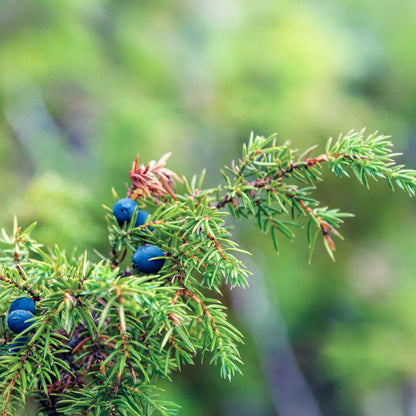 Blue Pacific Juniper in 3.5” Nursery Cubes (Juniperus conferta ‘Blue Pacific’)