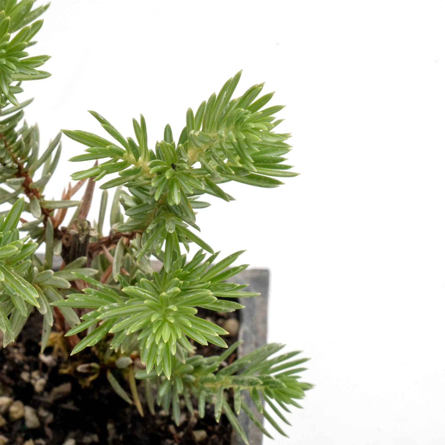 Blue Pacific Juniper in 3.5” Nursery Cubes (Juniperus conferta ‘Blue Pacific’)
