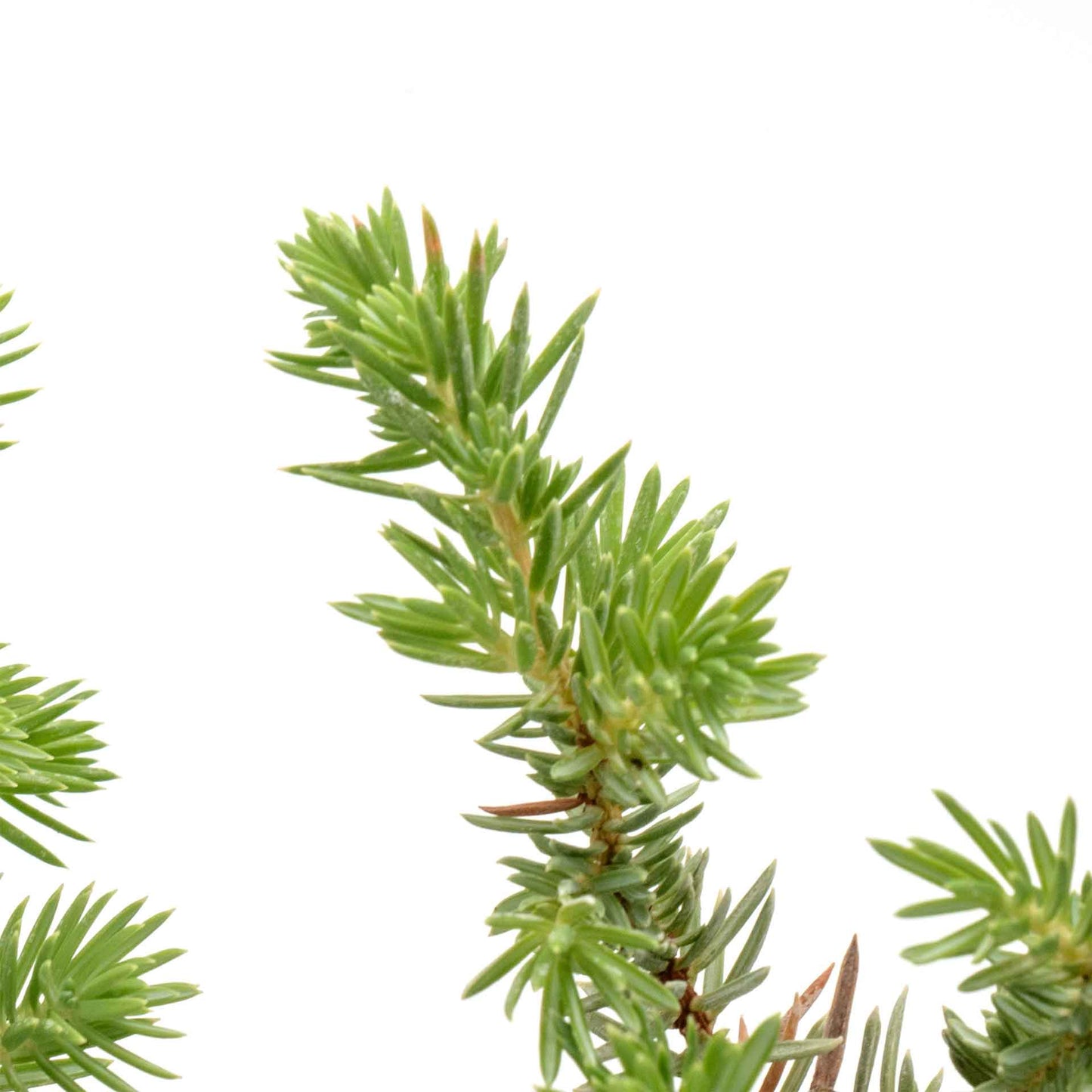 Blue Pacific Juniper in 3.5” Nursery Cubes (Juniperus conferta ‘Blue Pacific’)