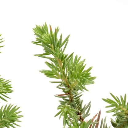 Blue Pacific Juniper in 3.5” Nursery Cubes (Juniperus conferta ‘Blue Pacific’)