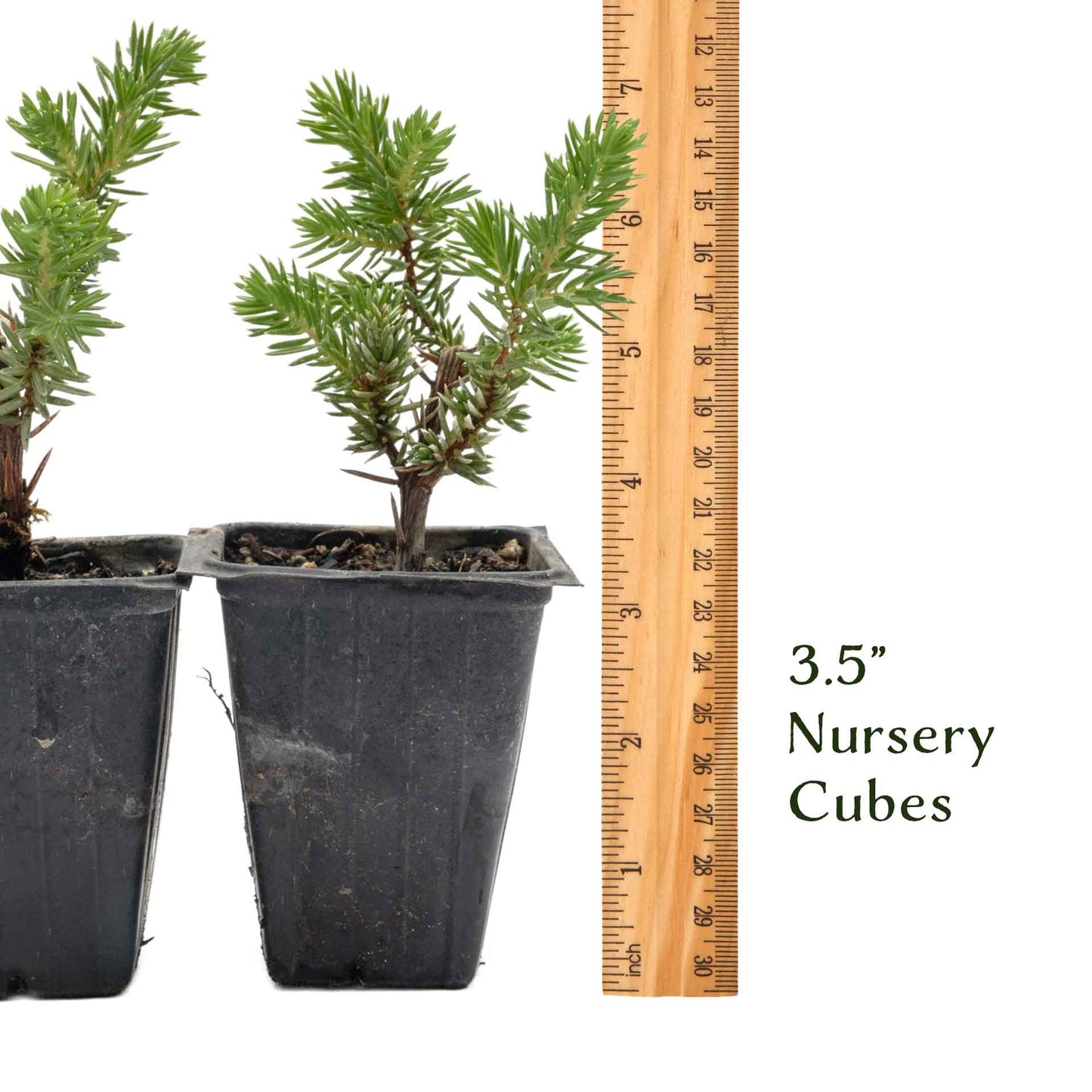 Blue Pacific Juniper in 3.5” Nursery Cubes (Juniperus conferta ‘Blue Pacific’)
