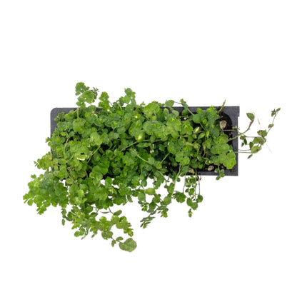 Blue Star Creeper in 2.5” Nursery Cubes (Isotoma fluviatilis)