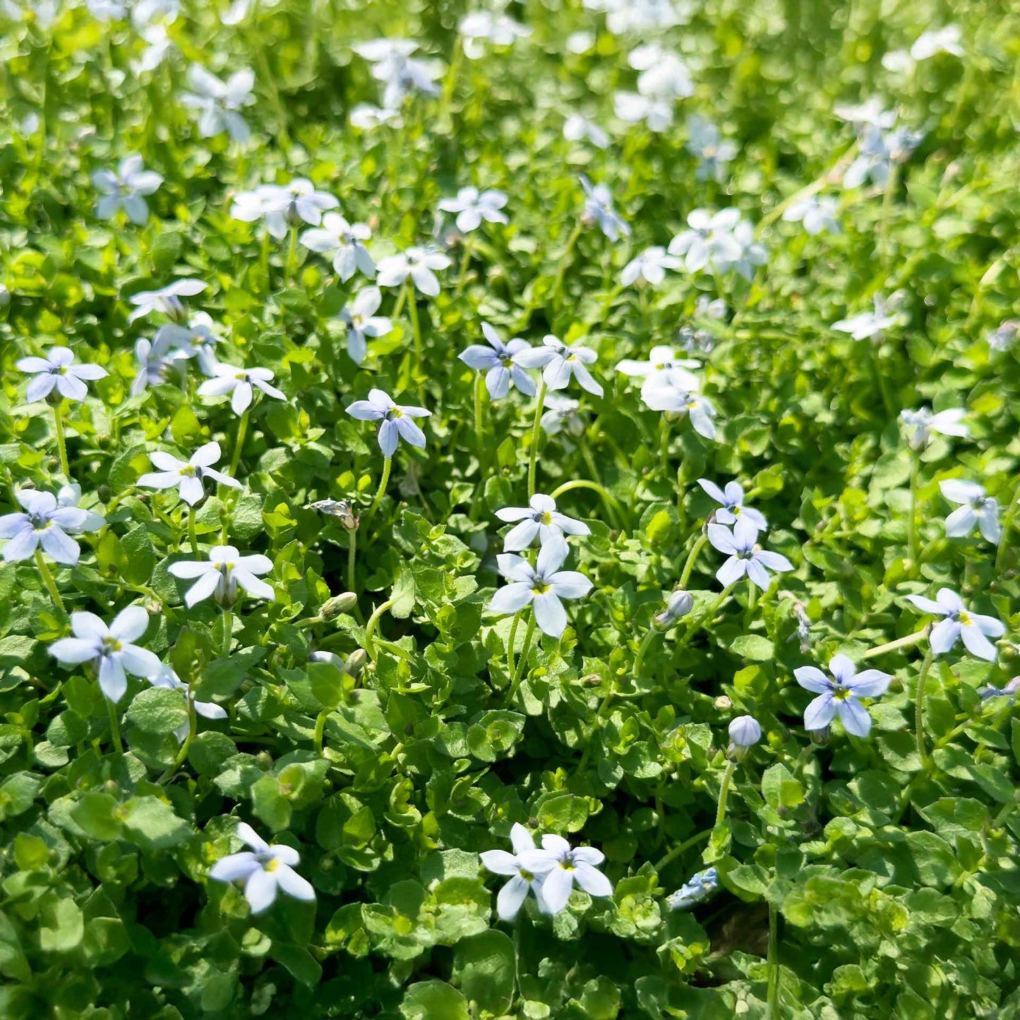 Blue Star Creeper in 2.5” Nursery Cubes (Isotoma fluviatilis)