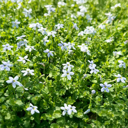 Blue Star Creeper in 2.5” Nursery Cubes (Isotoma fluviatilis)