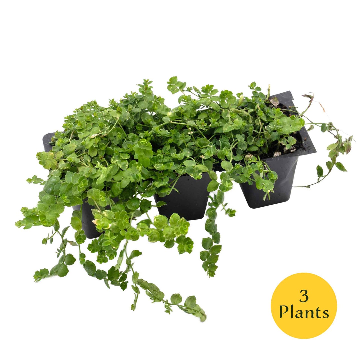 Blue Star Creeper in 2.5” Nursery Cubes (Isotoma fluviatilis)