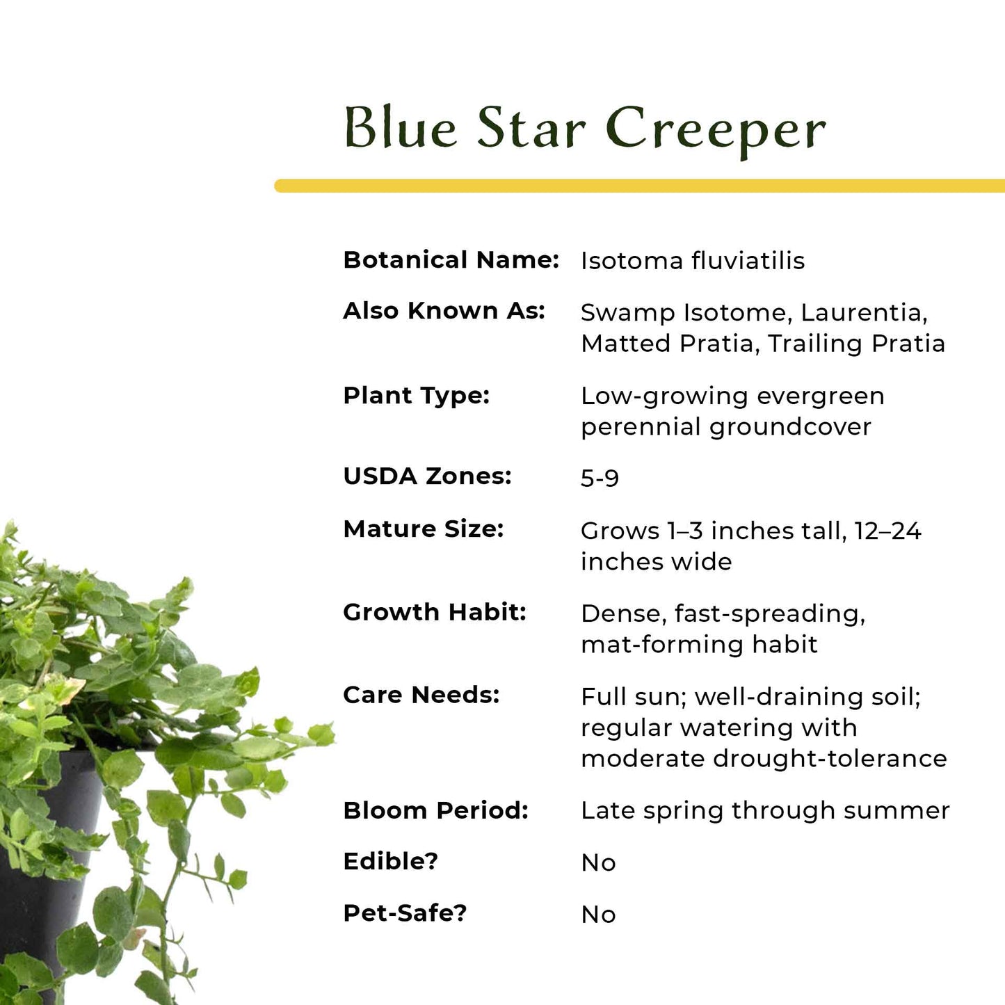 Blue Star Creeper in 2.5” Nursery Cubes (Isotoma fluviatilis)