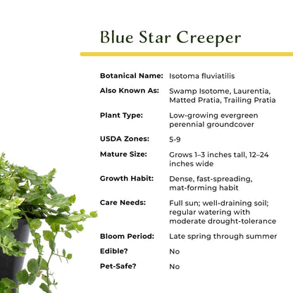 Blue Star Creeper in 2.5” Nursery Cubes (Isotoma fluviatilis)