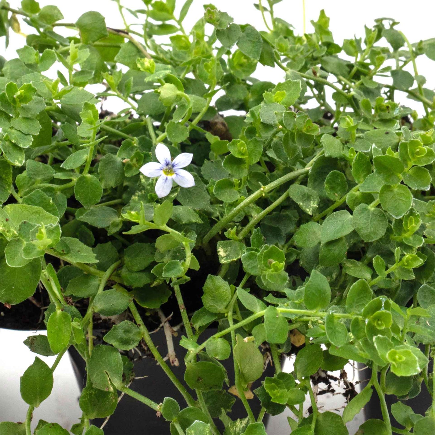 Blue Star Creeper in 2.5” Nursery Cubes (Isotoma fluviatilis)