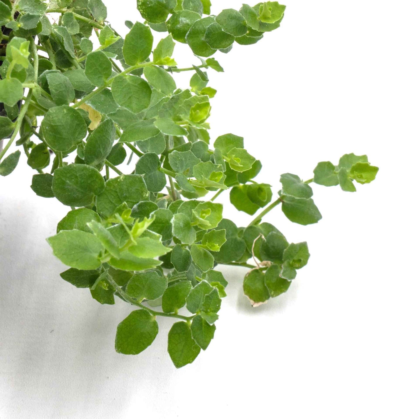 Blue Star Creeper in 2.5” Nursery Cubes (Isotoma fluviatilis)