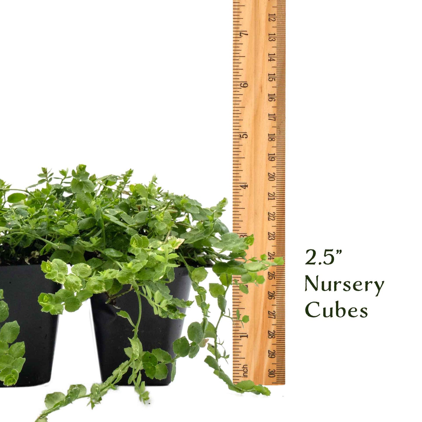 Blue Star Creeper in 2.5” Nursery Cubes (Isotoma fluviatilis)