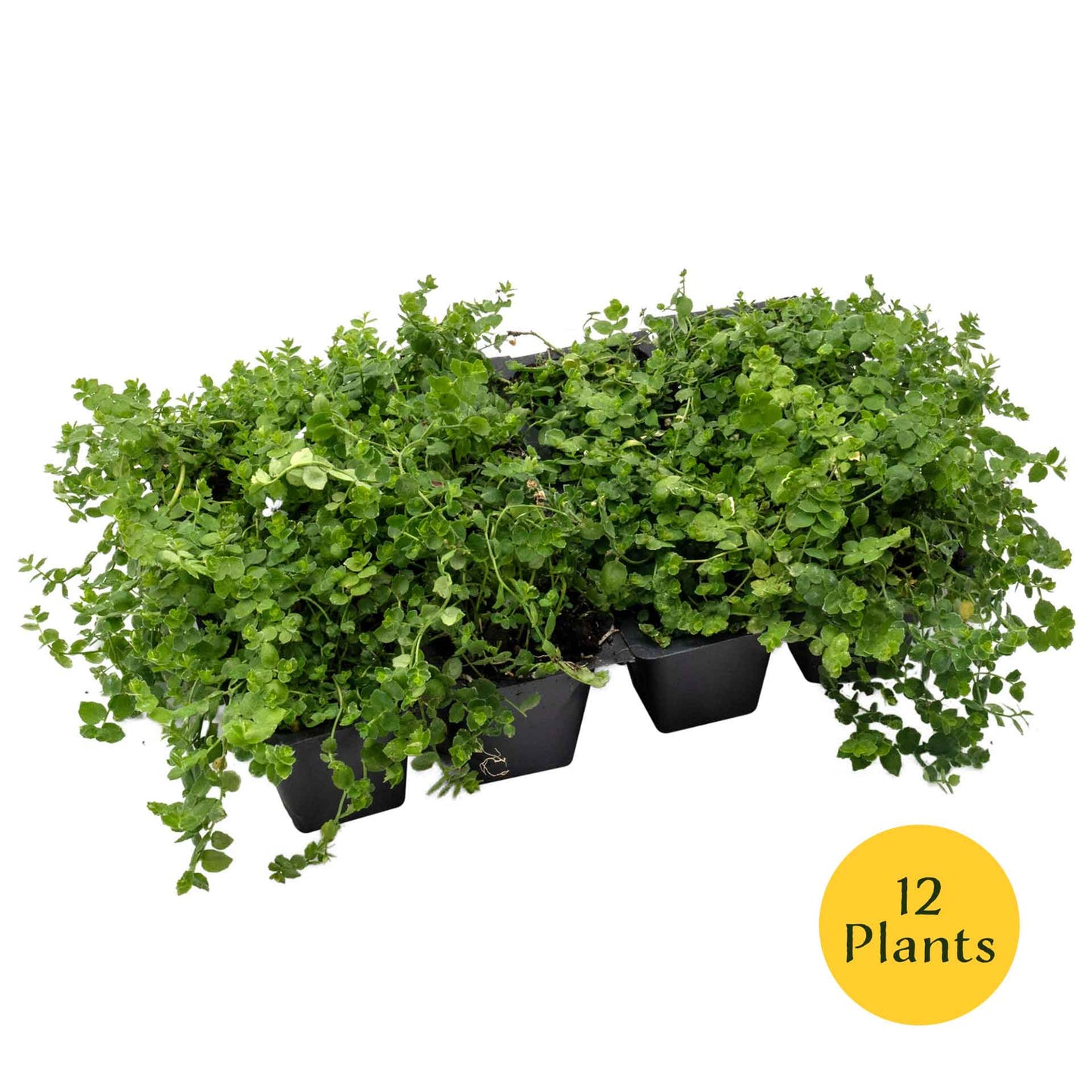 Blue Star Creeper in 2.5” Nursery Cubes (Isotoma fluviatilis)