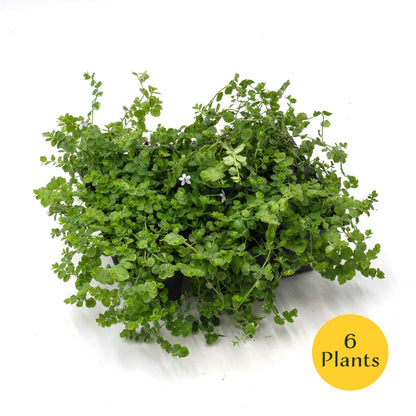 Blue Star Creeper in 2.5” Nursery Cubes (Isotoma fluviatilis)