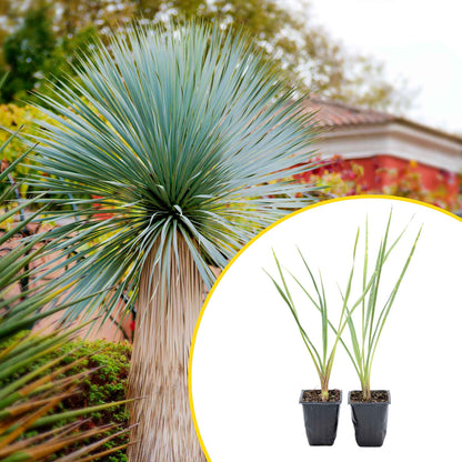 2 Blue Yucca Succulents, Live Plants in 3.5" Cubes (Yucca rigida) Powder-Blue Evergreen Succulent with Sword-like Architectural Shape