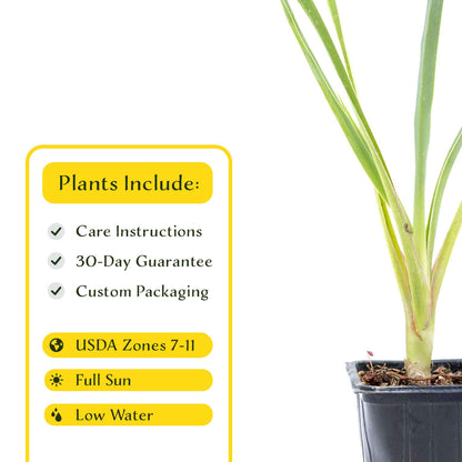 2 Blue Yucca Succulents, Live Plants in 3.5" Cubes (Yucca rigida) Powder-Blue Evergreen Succulent with Sword-like Architectural Shape