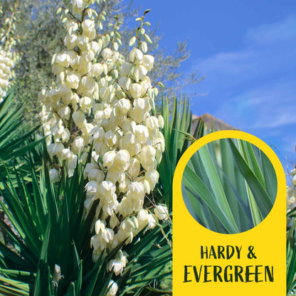 2 Blue Yucca Succulents, Live Plants in 3.5" Cubes (Yucca rigida) Powder-Blue Evergreen Succulent with Sword-like Architectural Shape