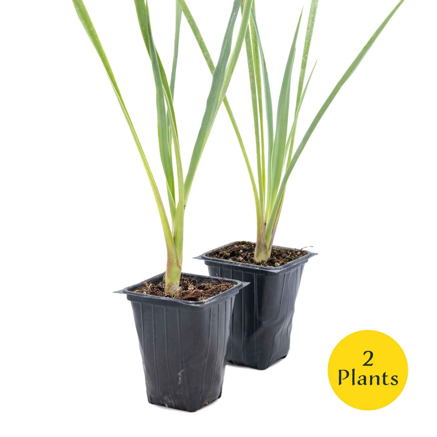 2 Blue Yucca Succulents, Live Plants in 3.5" Cubes (Yucca rigida) Powder-Blue Evergreen Succulent with Sword-like Architectural Shape