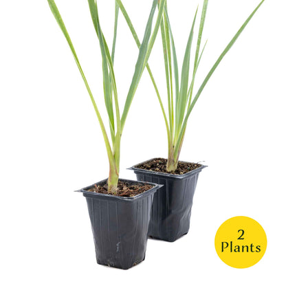 2 Blue Yucca Succulents, Live Plants in 3.5" Cubes (Yucca rigida) Powder-Blue Evergreen Succulent with Sword-like Architectural Shape