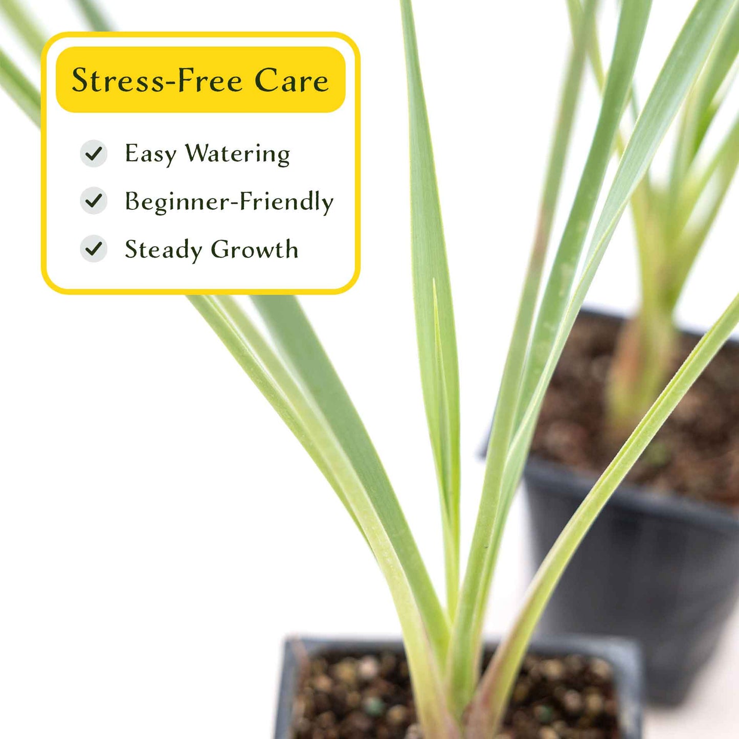 2 Blue Yucca Succulents, Live Plants in 3.5" Cubes (Yucca rigida) Powder-Blue Evergreen Succulent with Sword-like Architectural Shape