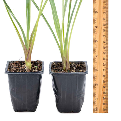 2 Blue Yucca Succulents, Live Plants in 3.5" Cubes (Yucca rigida) Powder-Blue Evergreen Succulent with Sword-like Architectural Shape