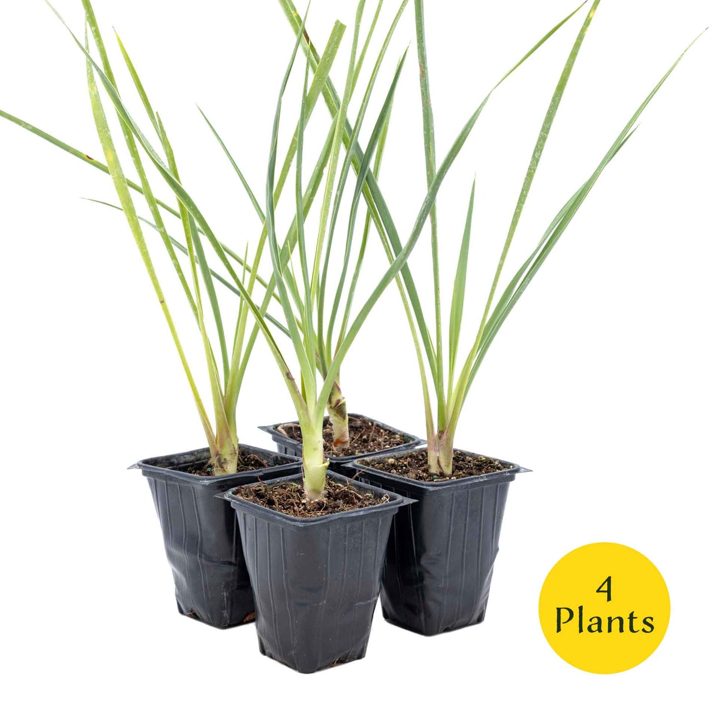 2 Blue Yucca Succulents, Live Plants in 3.5" Cubes (Yucca rigida) Powder-Blue Evergreen Succulent with Sword-like Architectural Shape
