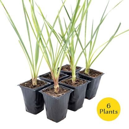 2 Blue Yucca Succulents, Live Plants in 3.5" Cubes (Yucca rigida) Powder-Blue Evergreen Succulent with Sword-like Architectural Shape