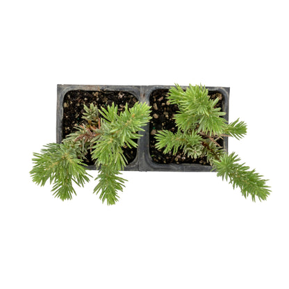 Blue Pacific Juniper in 3.5” Nursery Cubes (Juniperus conferta ‘Blue Pacific’)