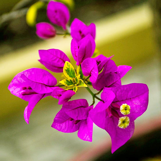 Raspberry Ice Bougainvillea | Live Plant in 2.5 Inch Nursery Cube | Bougainvillea × Buttiana