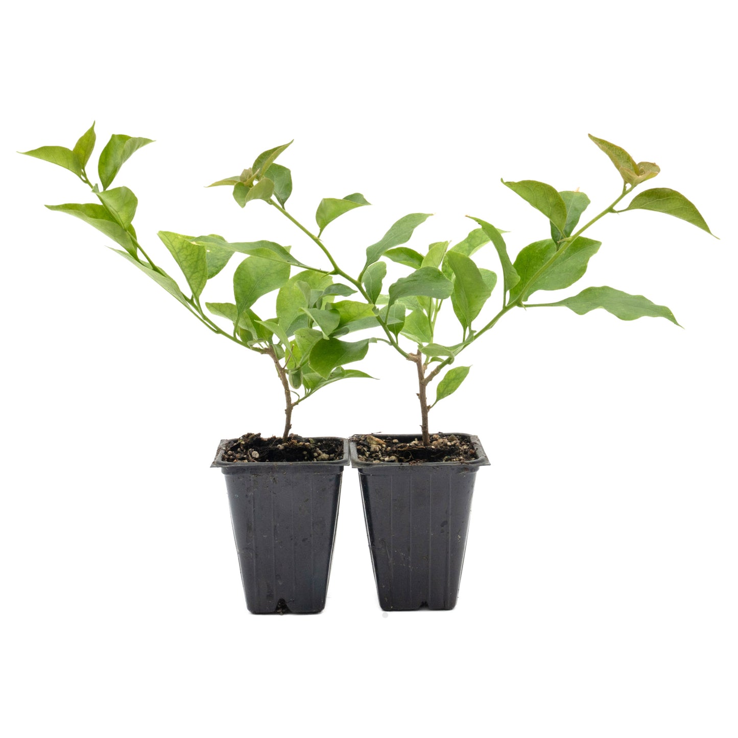 Royal Purple Bougainvillea in 3.5” Nursery Cubes (Bougainvillea ‘Royal Purple’)