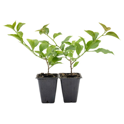 Royal Purple Bougainvillea in 3.5” Nursery Cubes (Bougainvillea ‘Royal Purple’)