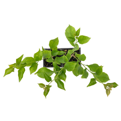 Royal Purple Bougainvillea in 3.5” Nursery Cubes (Bougainvillea ‘Royal Purple’)