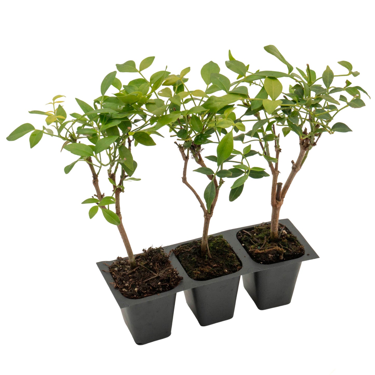 White Bower Vine | Live Plant in 2.5 Inch Nursery Cube | Pandorea Jasminoides 'Alba'