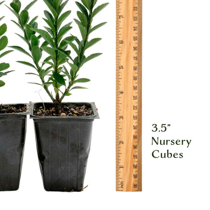 2 Boxleaf Euonymus in 3.5" Nursery Cubes | Euonymus japonicus ‘Microphyllus’ | Dwarf Evergreen Shrub
