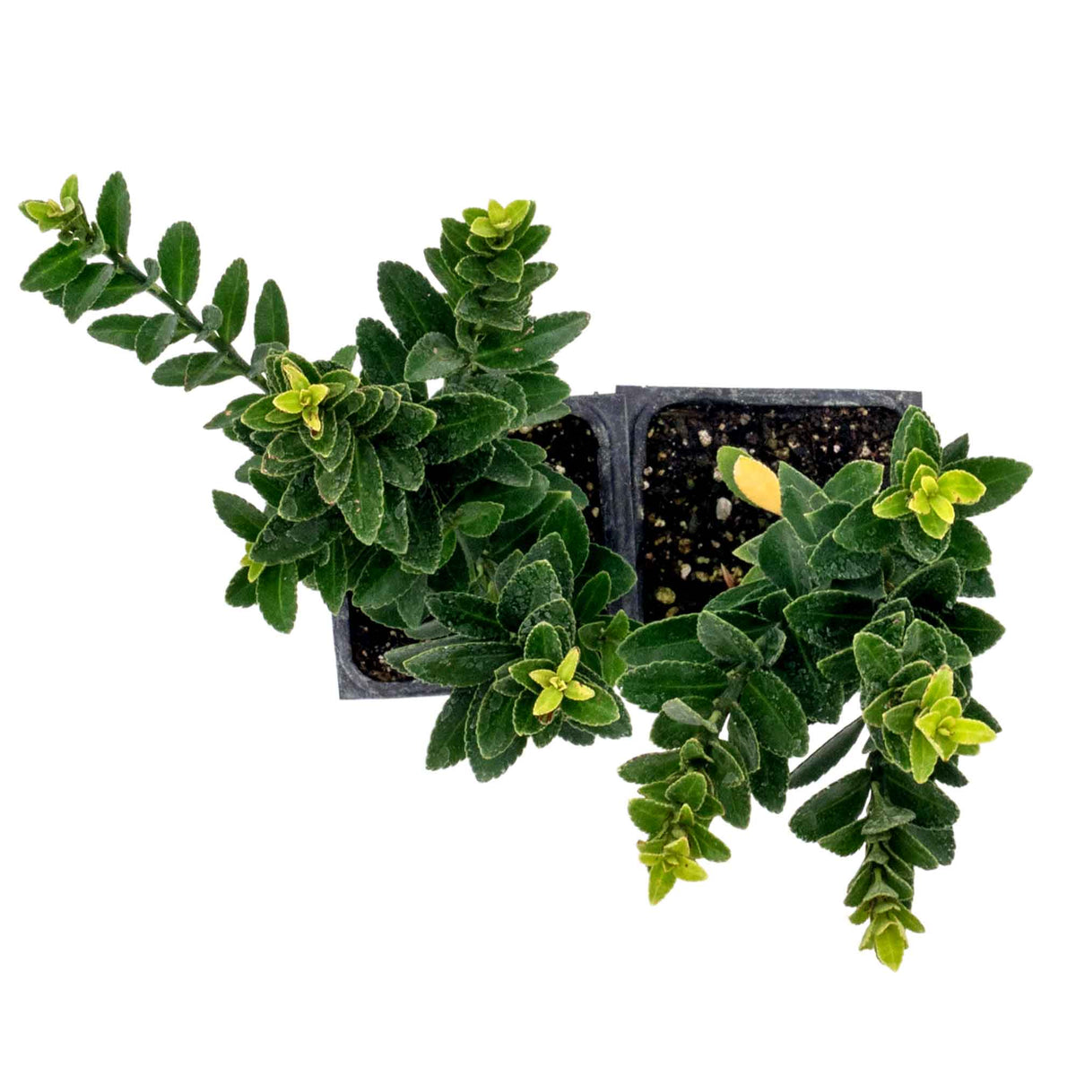 2 Boxleaf Euonymus in 3.5" Nursery Cubes | Euonymus japonicus ‘Microphyllus’ | Dwarf Evergreen Shrub