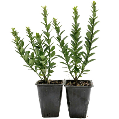 2 Boxleaf Euonymus in 3.5" Nursery Cubes | Euonymus japonicus ‘Microphyllus’ | Dwarf Evergreen Shrub