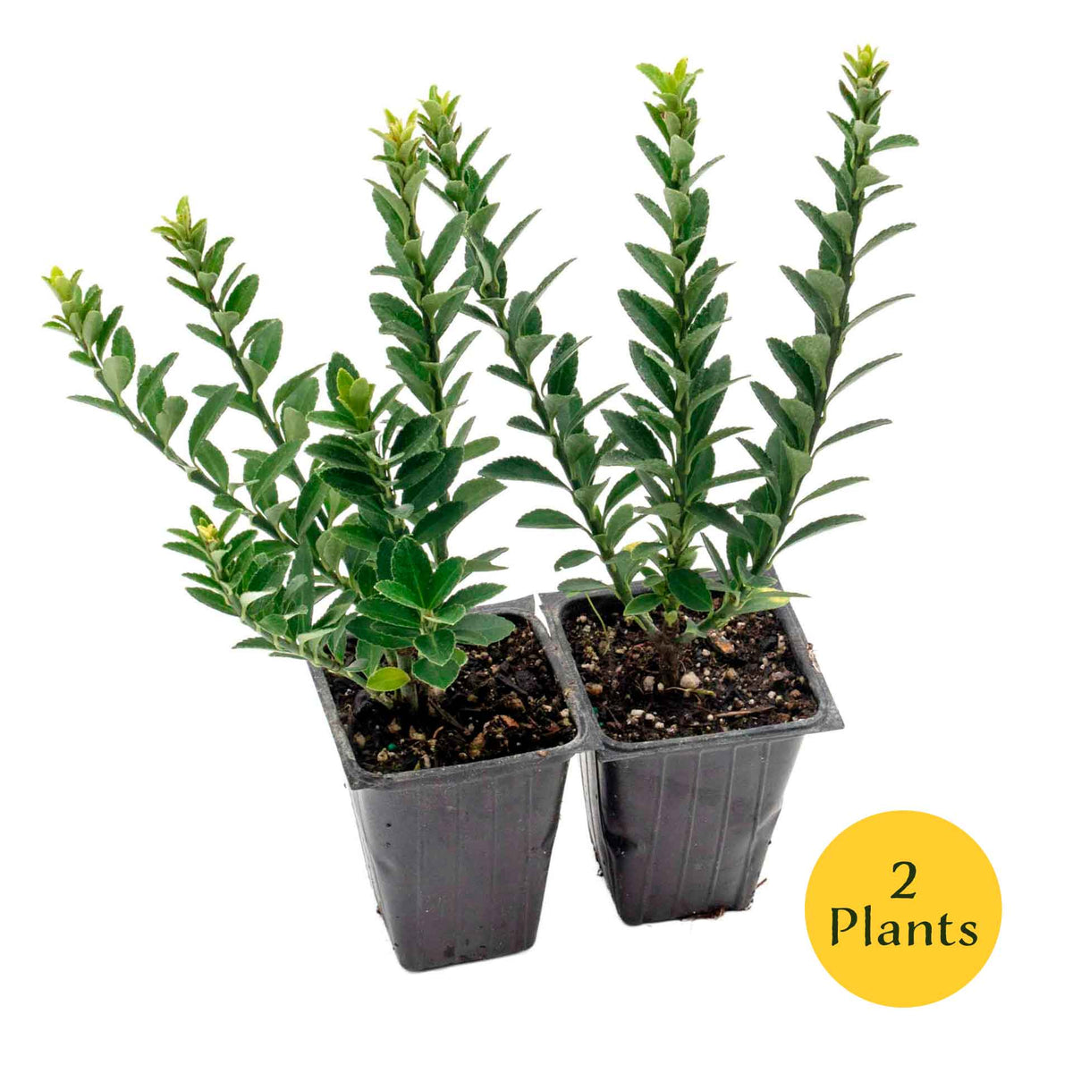 2 Boxleaf Euonymus in 3.5" Nursery Cubes | Euonymus japonicus ‘Microphyllus’ | Dwarf Evergreen Shrub