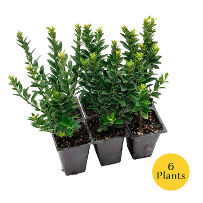2 Boxleaf Euonymus in 3.5" Nursery Cubes | Euonymus japonicus ‘Microphyllus’ | Dwarf Evergreen Shrub