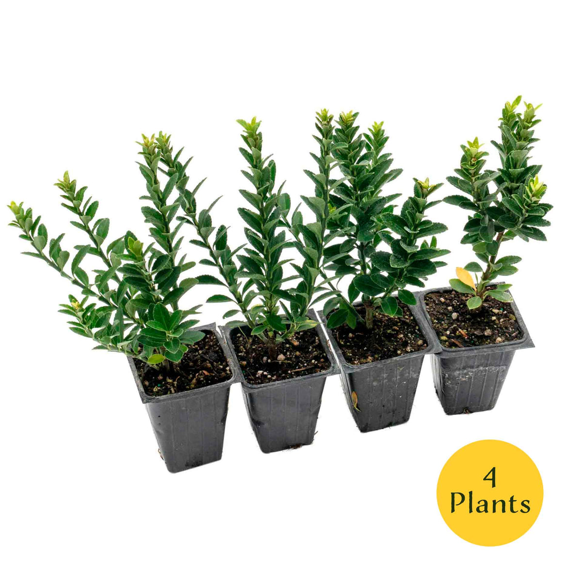2 Boxleaf Euonymus in 3.5" Nursery Cubes | Euonymus japonicus ‘Microphyllus’ | Dwarf Evergreen Shrub