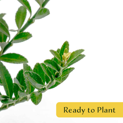 2 Boxleaf Euonymus in 3.5" Nursery Cubes | Euonymus japonicus ‘Microphyllus’ | Dwarf Evergreen Shrub