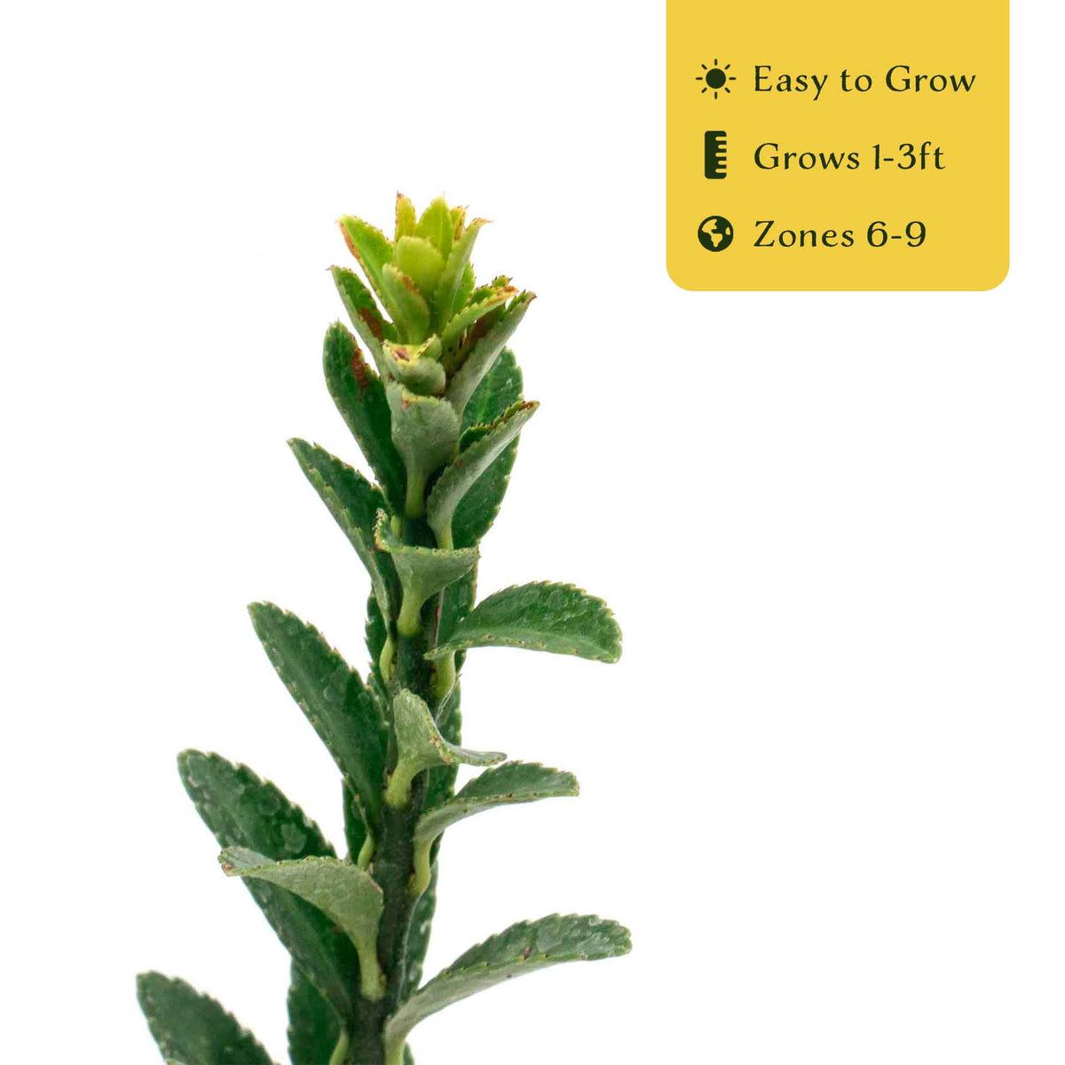 2 Boxleaf Euonymus in 3.5" Nursery Cubes | Euonymus japonicus ‘Microphyllus’ | Dwarf Evergreen Shrub