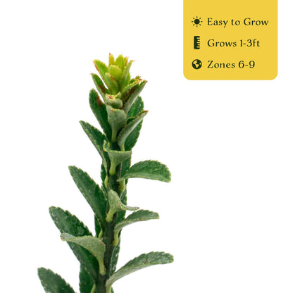 2 Boxleaf Euonymus in 3.5" Nursery Cubes | Euonymus japonicus ‘Microphyllus’ | Dwarf Evergreen Shrub