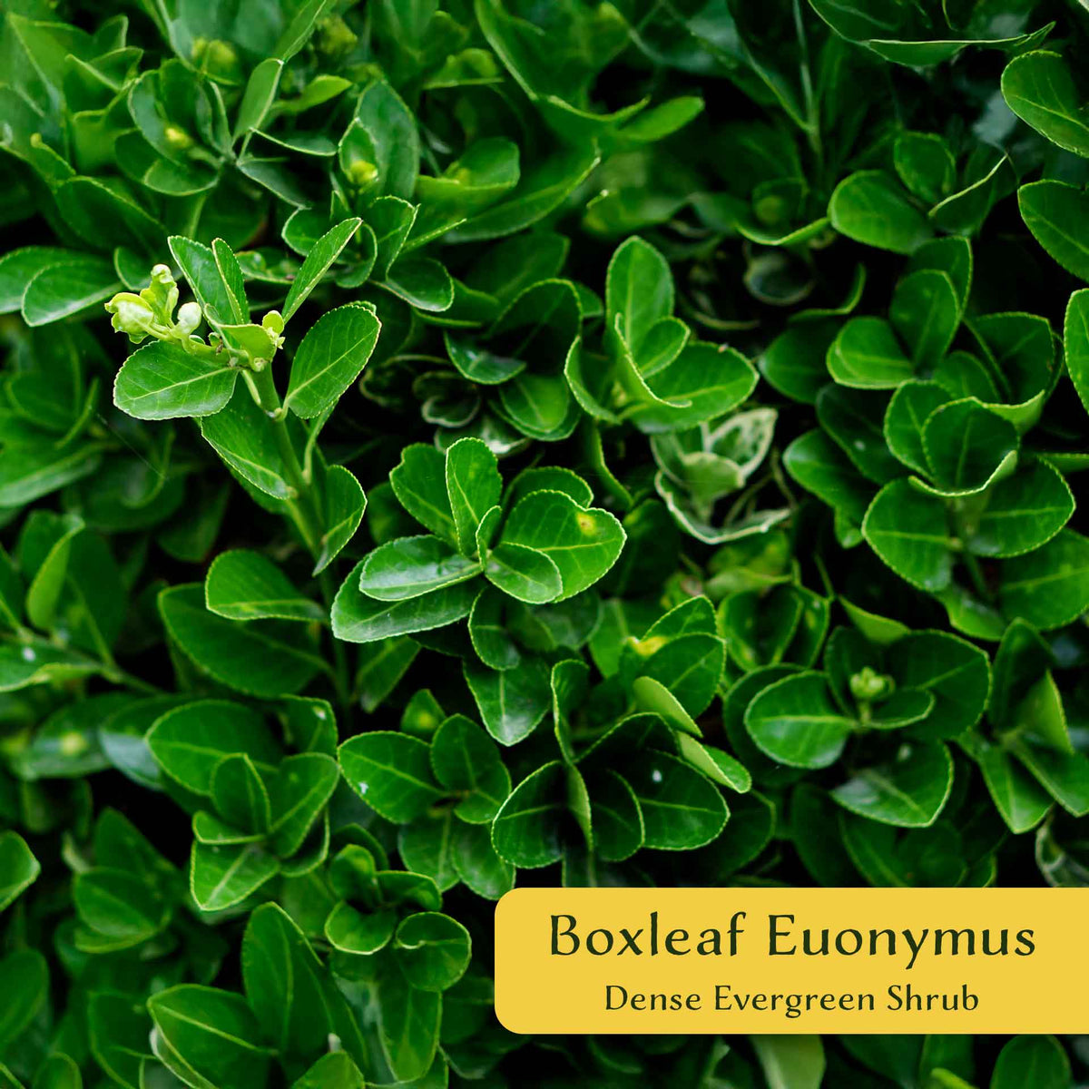 2 Boxleaf Euonymus in 3.5" Nursery Cubes | Euonymus japonicus ‘Microphyllus’ | Dwarf Evergreen Shrub