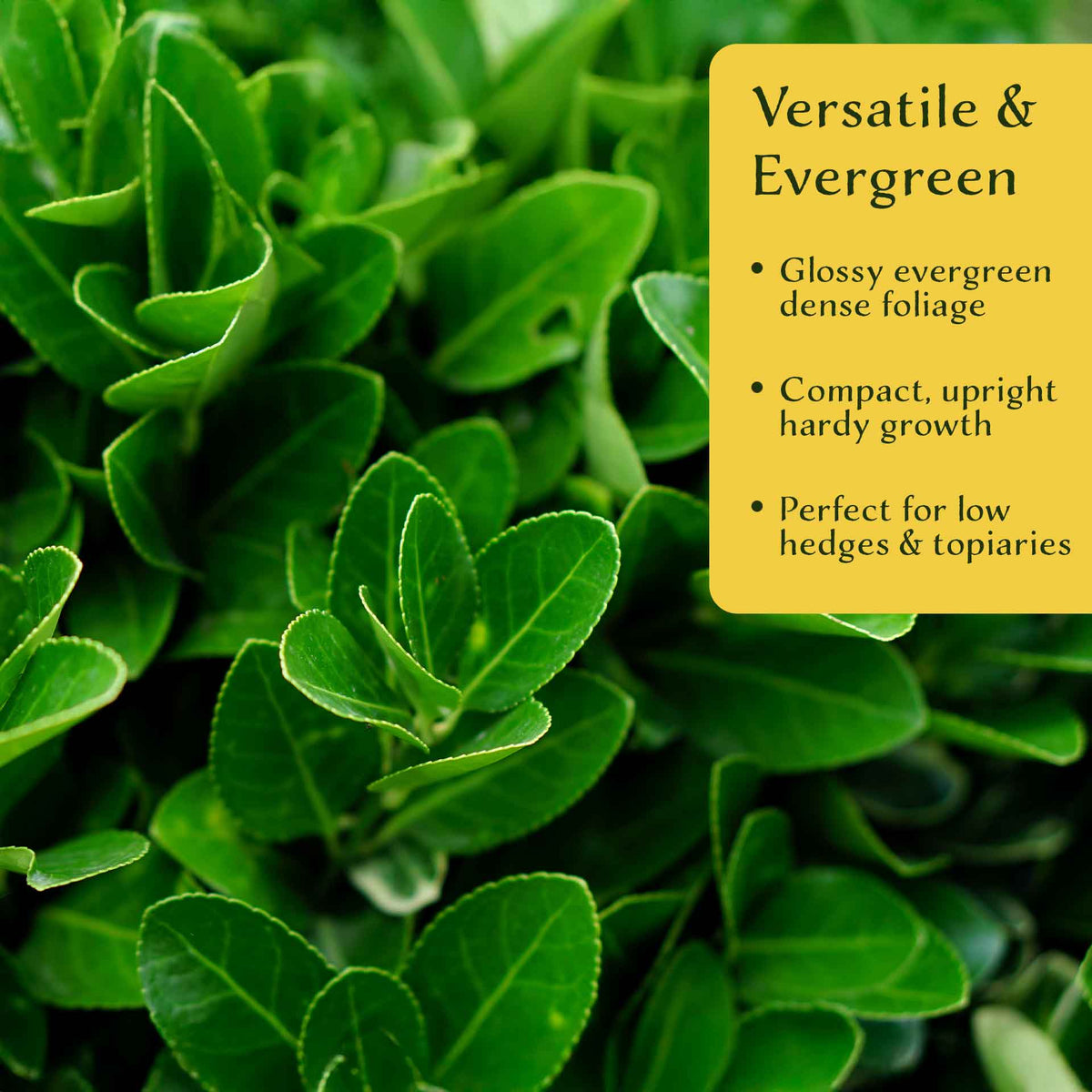2 Boxleaf Euonymus in 3.5" Nursery Cubes | Euonymus japonicus ‘Microphyllus’ | Dwarf Evergreen Shrub
