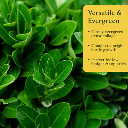 2 Boxleaf Euonymus in 3.5" Nursery Cubes | Euonymus japonicus ‘Microphyllus’ | Dwarf Evergreen Shrub