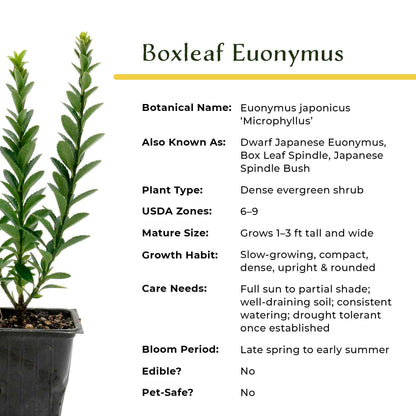 2 Boxleaf Euonymus in 3.5" Nursery Cubes | Euonymus japonicus ‘Microphyllus’ | Dwarf Evergreen Shrub