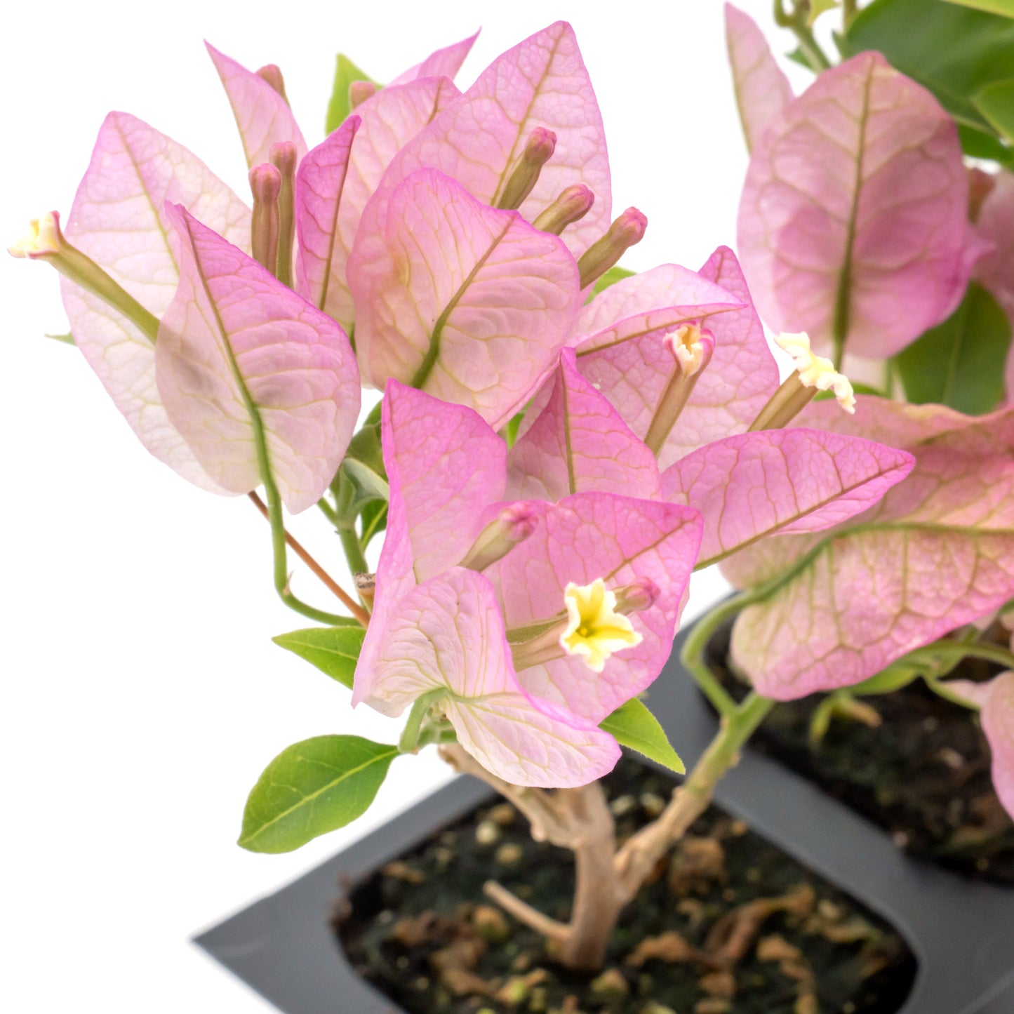 Purple Bougainvillea | Live Plant in 2.5 Inch Nursery Cube | Bougainvillea Brasiliensis