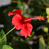 Brilliant Red Hibiscus | Live Plant in 2.5 Inch Nursery Cube | Hibiscus rosa-sinensis 'Brilliant'