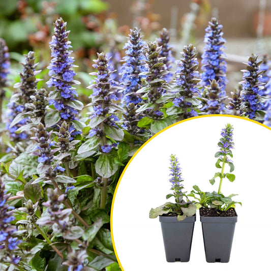 2 Bronze Beauty Bugleweed, Live Plants in 3.5" Cubes (Ajuga reptans 'Bronze Beauty') Evergreen Perennial Groundcover with Bronze Foliage