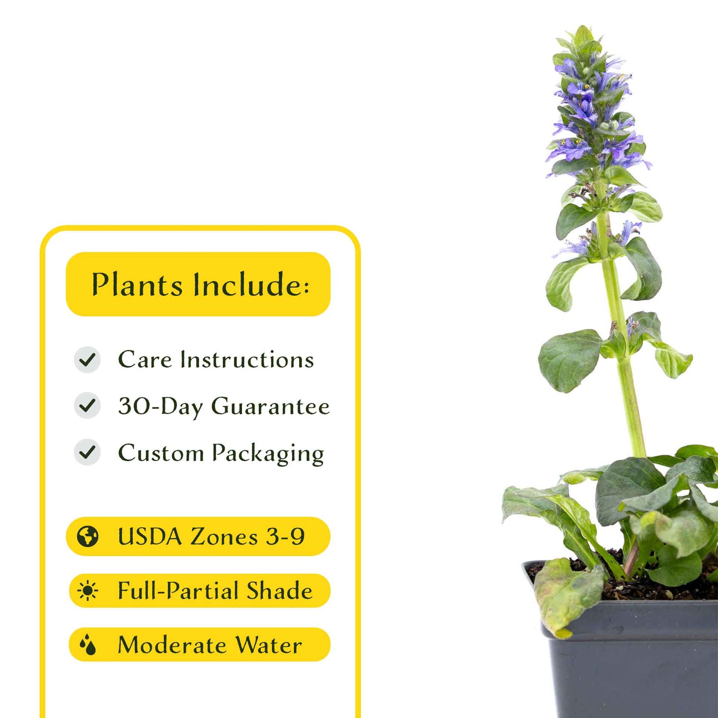 2 Bronze Beauty Bugleweed in 3.5" Cubes (Ajuga reptans 'Bronze Beauty') Live Plants, Evergreen Perennial Groundcover with Bronze Foliage