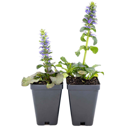 2 Bronze Beauty Bugleweed, Live Plants in 3.5" Cubes (Ajuga reptans 'Bronze Beauty') Evergreen Perennial Groundcover with Bronze Foliage