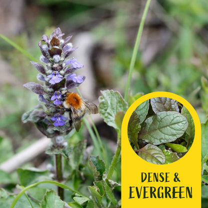 2 Bronze Beauty Bugleweed in 3.5" Cubes (Ajuga reptans 'Bronze Beauty') Live Plants, Evergreen Perennial Groundcover with Bronze Foliage